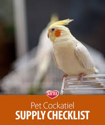 Birds You Can Have As Pets Love Your Bird As Much As They Love You By Having All The Right Supplies They Need And Giving Them Endless Attention Too Pet Birds Cockatiel Pets