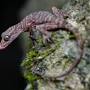 Profile Picture of Sumontha's gecko - Wikipedia (@wikipedia.org) on Google