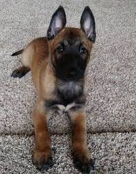 Litter Of 3 Belgian Malinois Puppies For Sale In Corning Ca Adn 63128 On Puppyfinder Com Malinois Puppies For Sale Belgian Malinois Puppies Malinois Puppies