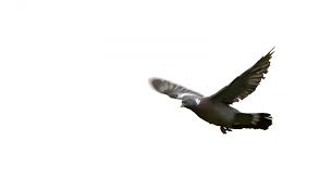Photo about white stork on the shores of lake. Bird Flight Weisser Hintergrund Kostenloses Stock Bild Public Domain Pictures
