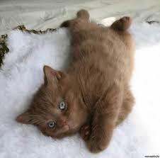 British Short Hair Cinnamon Kitten So Cute Cute Animals Kittens Cutest Kittens