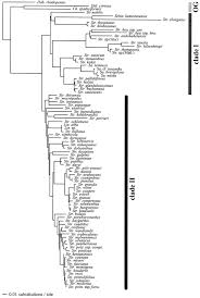 Image result for Streptocarpus hirticapsa