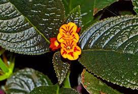 Photo Of Sunset Bells Chrysothemis Pulchella Black Flamingo Uploaded By Dawiz1753 Flamingo Plant Plants Plant Leaves