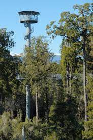 Walk 20metres above the ground amidst native trees. West Coast Treetop Walk Wikipedia