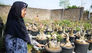 Silangan bunga adenium black giant. Bunga Adenium Di Pondok Bunga Ambar Banyak Diminati Bapak Bapak Beta News