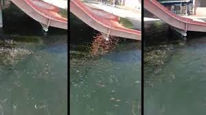 Usaha Kolam Renang Bangkrut Pemilik Alih Fungsikan Jadi Kolam Lele Kumparan Com