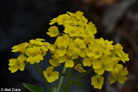 Image result for Aurinia