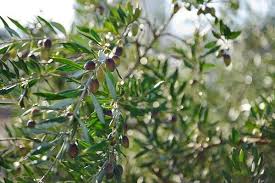 Comment Fait On La Meilleure Huile D Olive Au Monde Huiles D Olive D Espagne