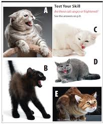 My best friend's 2 year old cat who has always been sweet towards me in the past has suddenly developed a seeming hatred towards me. Is That Cat Angry Or Frightened Catwatch Newsletter