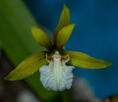 Image result for Aristea abyssinica