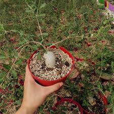 Image result for Fockea angustifolia