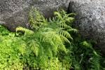 Image result for Athyrium schimperi