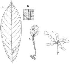 Image result for Monanthotaxis parvifolia