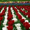 See more ideas about rose garden, plants, flowers. 1