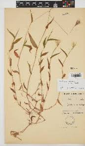 Image result for Brachyachne patentiflora