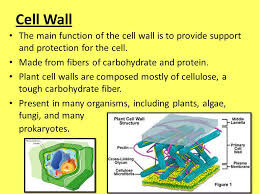 We did not find results for: 7 3 Cell Boundaries All Cells Are Surrounded By A Thin Flexible Barrier Known As The Cell Membrane Many Cells Also Produce A Strong Supporting Layer Ppt Download