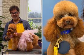 🐶🙌 we are looking for dogs of all shapes and sizes to get the. Bolton Poodles Star In Bbc S Pooch Perfect The Bolton News