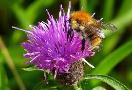 The flowers are highly attractive to bees and butterflies. Best Wild Flowers For Bees And Butterflies Star Of Nature