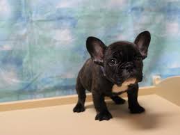 Dept of ag license #: Visit Our French Bulldog Puppies For Sale Near Madison Wisconsin
