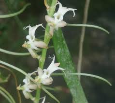 Image result for Tridactyle