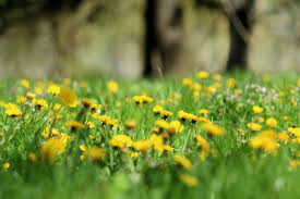 The formula above is typically utilized for grief, sadness and emotional trauma. Ritual Honey Herbal Allies For Grief Asali Earthwork