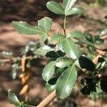 Image result for Searsia gueinzii