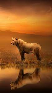 Wildlife Photography For More Inspiration Follow Me On Instagram Richpointofview Or Click On Photo To Visit My Site Animals Bear Photography Great Cat