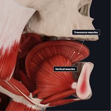 Usually derived from latin, a muscle's name often tells you something about many muscles located close together in a specific region of the body are named after their size. Intrinsic And Extrinsic Muscles Of The Tongue Complete Anatomy
