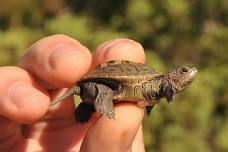 Field School: Hatching Diamondback Terrapins