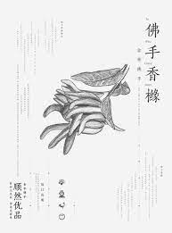 中国风素描风格农产品提案稿 平面 海报 youjiyan 原创作品 站酷 zcool minimalist graphic design japanese graphic design typography poster