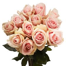 We did not find results for: Buy Light Pink Champagne Roses Globalrose