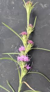 Image result for Indigofera cylindracea