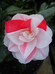 Camellia Lady Vansittart Japonica A Boldly Striped Cultivar Spring Camellia Flower Beautiful Flowers Flowers