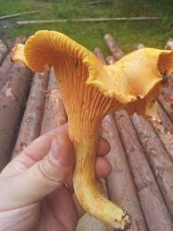 Check spelling or type a new query. Mushroom Picking And Eating In Poland