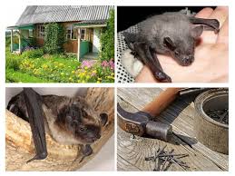 Cara keluar grup wa tanpa diketahui dengan mengganti nomor. Bagaimana Untuk Menghilangkan Kelawar