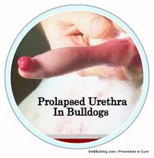 Image result for Urethral Prolapse