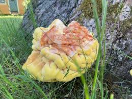 Image result for site:byggahus.se svamp