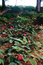 More images for how to plant ginseng seeds » Wild Simulated Forest Farming For Ginseng Production