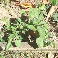 Image result for Amaranthus blitum