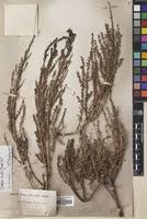 Image result for Suaeda articulata