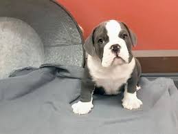 Miniature english bulldogs are also known as teacup bulldogs and are a smaller version of the english bulldog from which they are descended. Mini Bulldog Dog Male Blue White 2353990 Petland Heath Oh