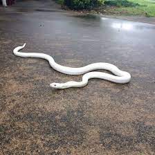 Snow Bullsnake Pet Snake Cute Snake Snake