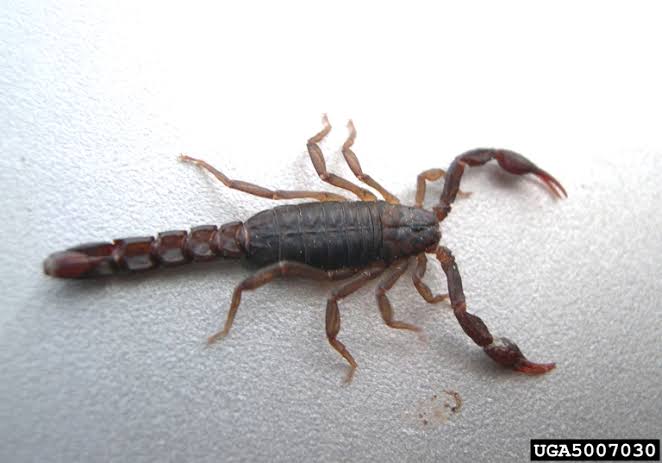 Scorpion Control | Home & Garden Information Center