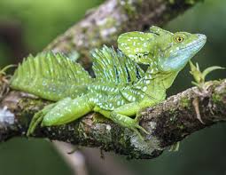 Plumed Basilisk Weird Animals Cute Animals Animals Wild