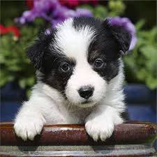 Check spelling or type a new query. Amazon Com Border Collie Puppies Calendar 2021 Dog Breed Calendar Premium Wall Calendar 2020 2021 Office Products