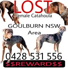 Missing since Wednesday 6th of November 2024 without any sightings! Please  if you see her flick me a photo of her with the location! 0428 531 556. If  you do have her