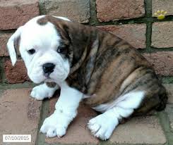 Jump to below are our newest added pups available for adoption in ohio. Pepper English Bulldog Hybrid Puppy For Sale In Mt Hope Oh Bulldog Puppies English Bulldog