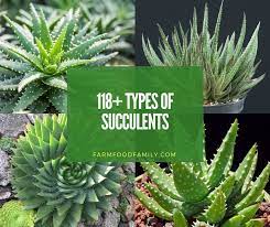 This is a very variable taxon that has several forms. 118 Different Types Of Succulents With Pictures Indoor Outdoor