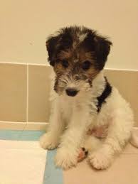 Wire Hair Fox Terrier Sooooooo Cute Look Like Little Stuffed Animals Wirehaired Fox Terrier Fox Terrier Puppy Wire Fox Terrier