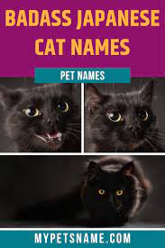 Badass Japanese Cat Names Cat Names Japanese Cat Black Mainecoon Cat